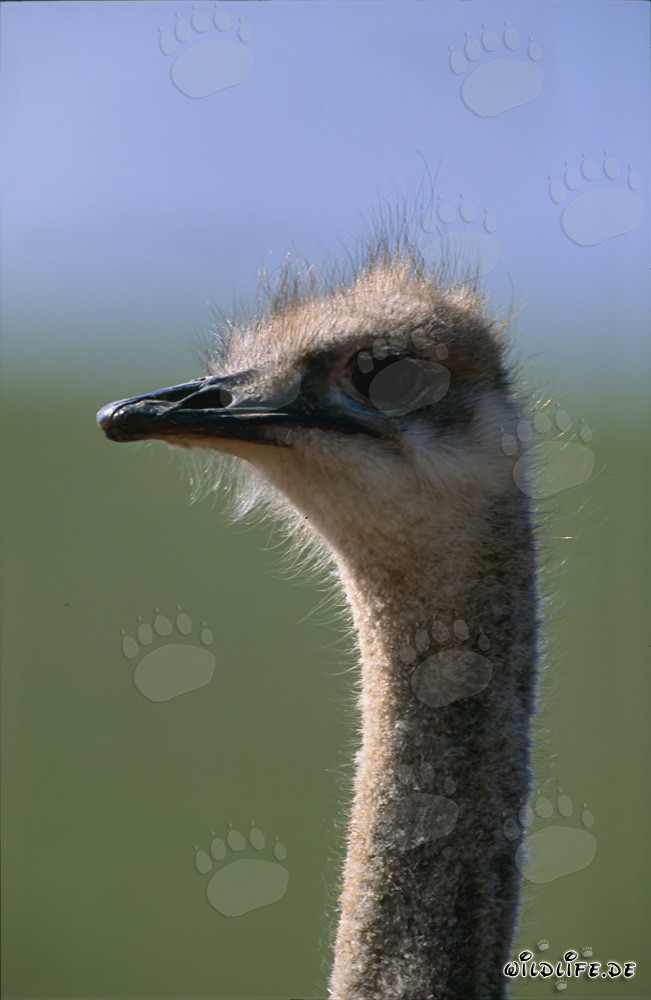 Portrait majestueux de la tête d'une autruche dans la savane sud-africaine