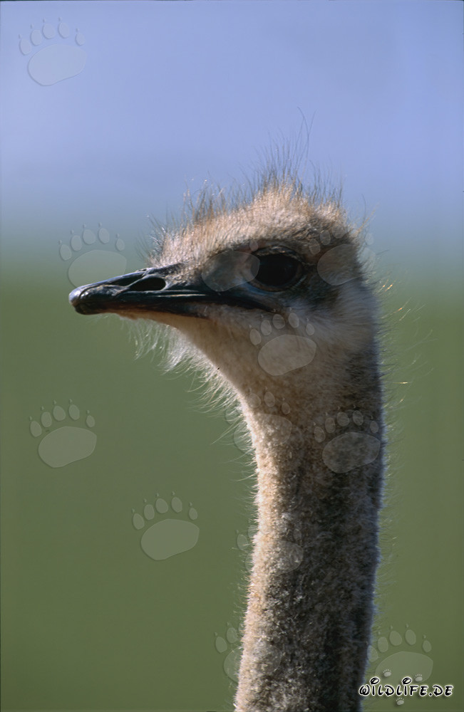 Retrato majestuoso de la cabeza de un avestruz en la sabana sudafricana