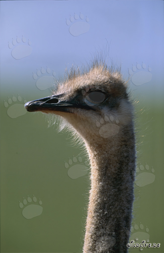 Ritratto maestoso della testa di uno struzzo nella savana sudafricana