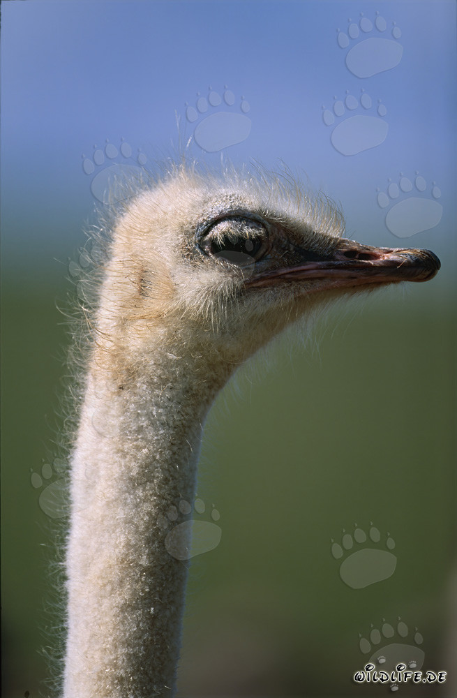 Majestic portrait of an African ostrich