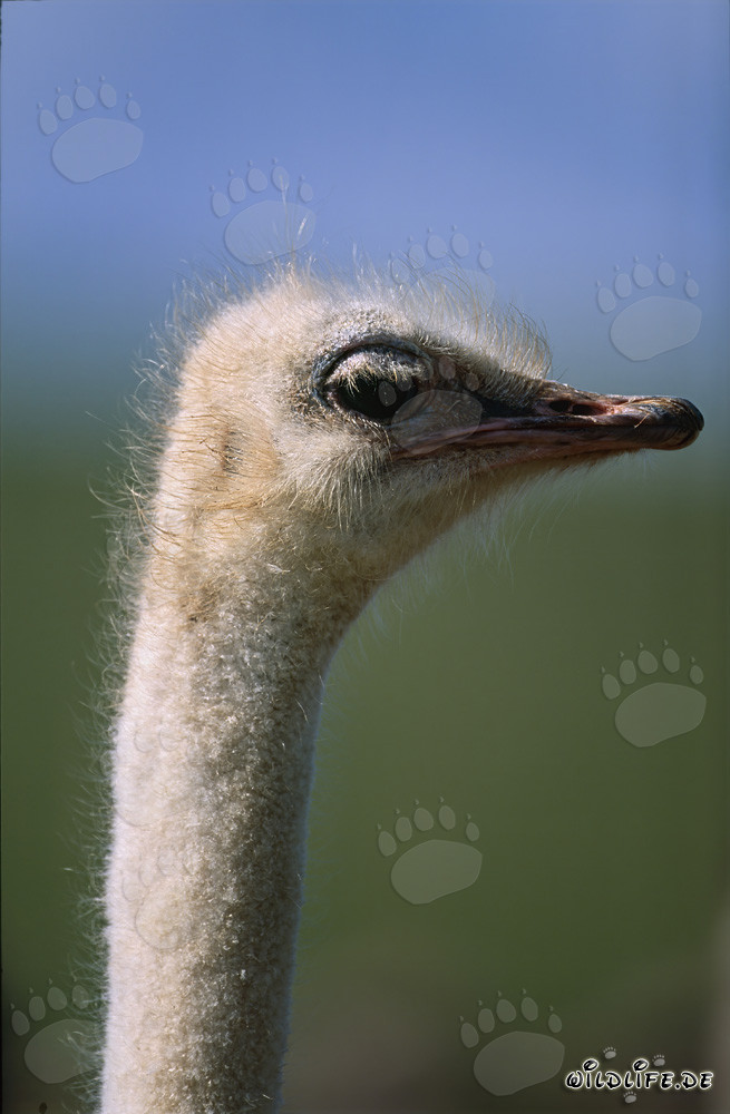 Retrato majestuoso de un avestruz africano
