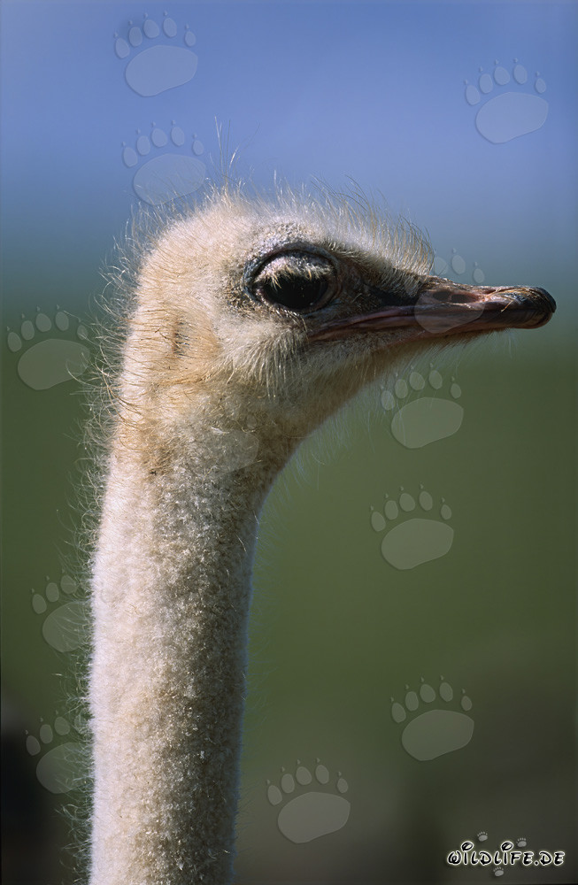 Majestic portrait of an African ostrich