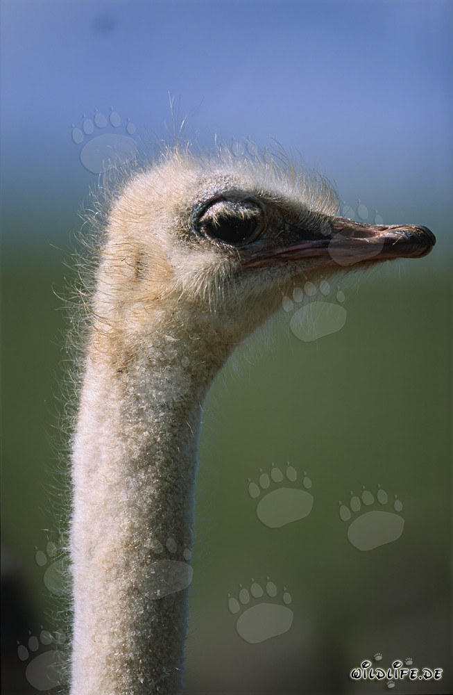 Retrato majestuoso de un avestruz africano