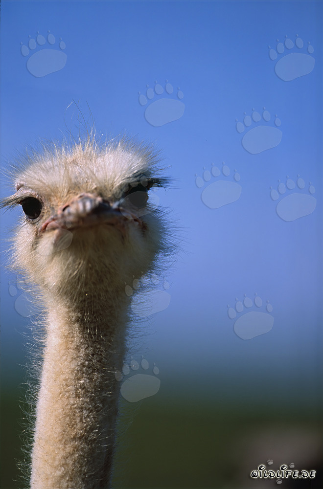 Majestic African Ostrich in the Vast Landscape