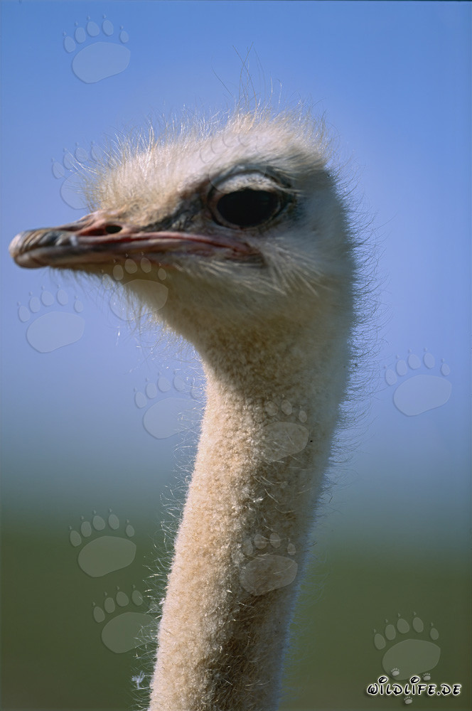 Retrato majestuoso de un avestruz africano