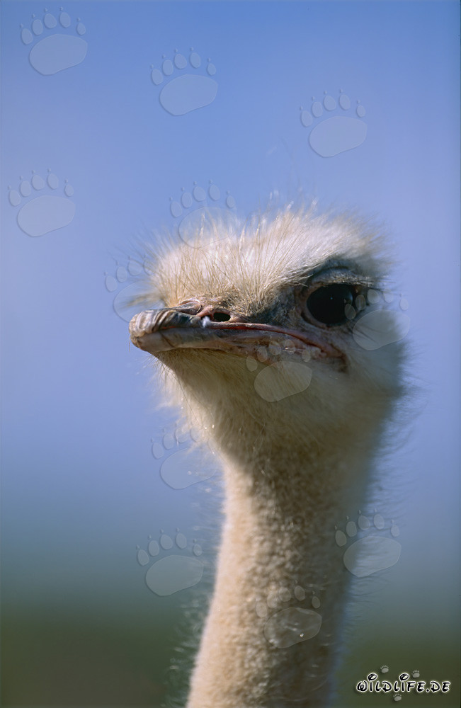 Majestätisches Kopfporträt eines afrikanischen Straußes (Struthio camelus australis)