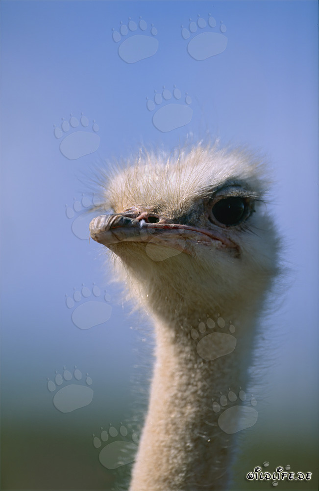 Retrato majestuoso de un avestruz africano (Struthio camelus australis)