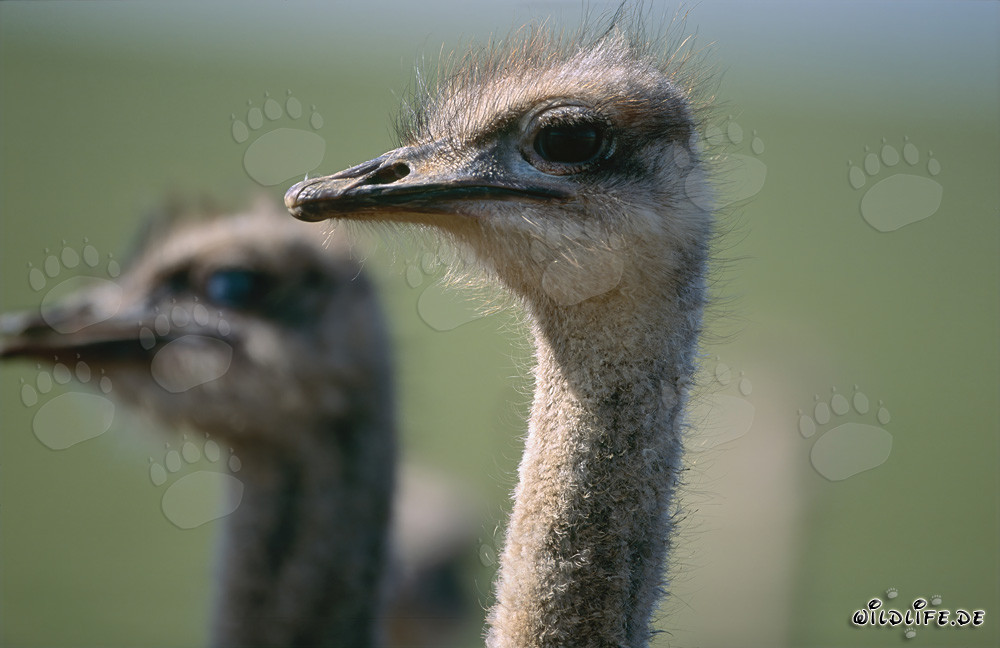 Maestoso struzzo africano nella natura