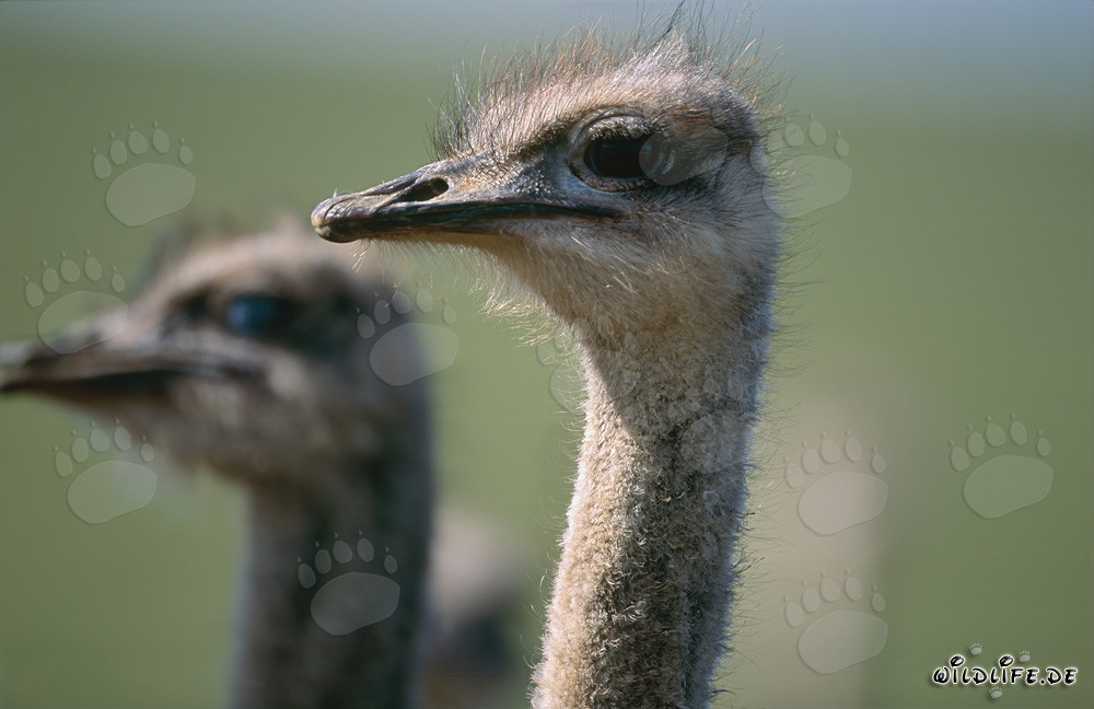 Majestic African Ostrich in the Wild