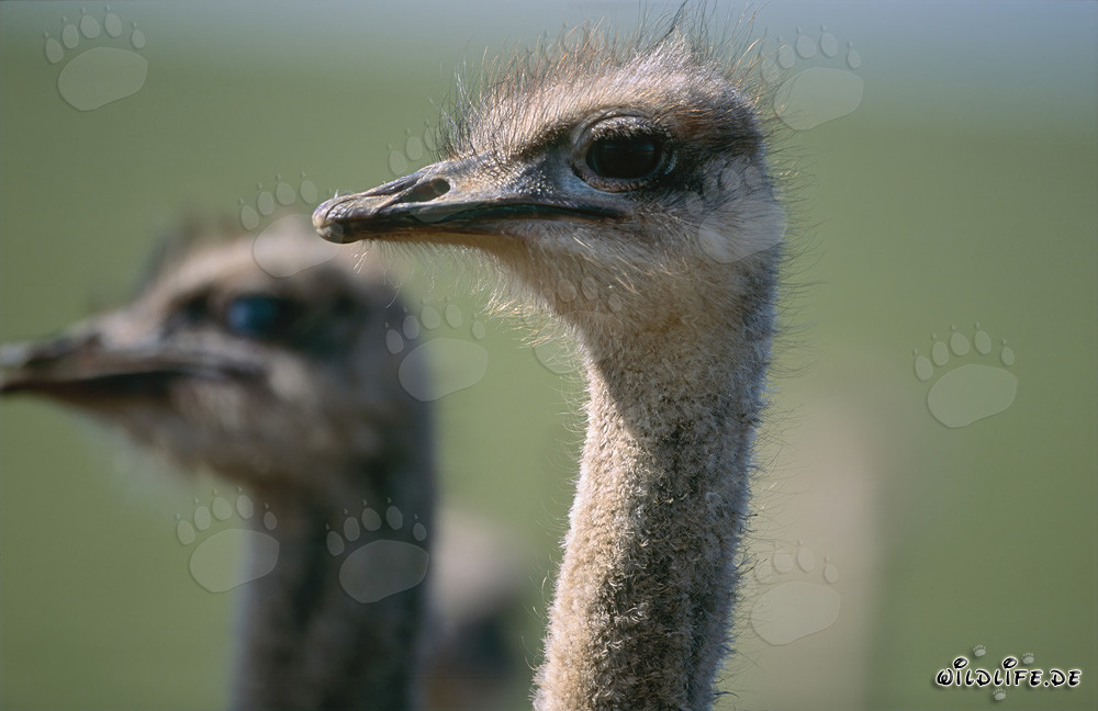 Autruche africaine majestueuse dans la nature