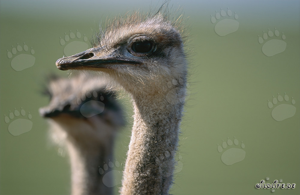 Close-up of a majestic African ostrich