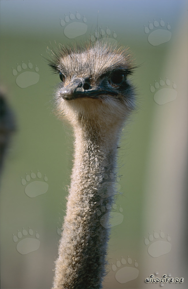 Autruche majestueuse (Struthio camelus australis) dans la savane sud-africaine
