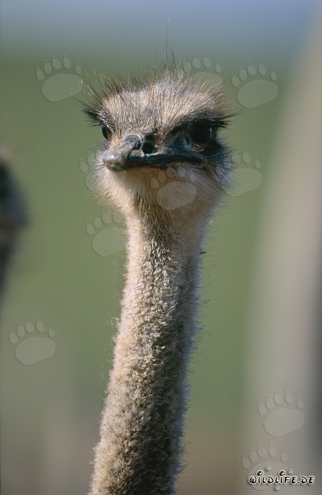 Avestruz majestuosa (Struthio camelus australis) en la sabana sudafricana