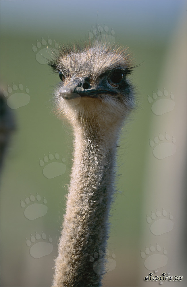 Majestätischer Strauß (Struthio camelus australis) in der südafrikanischen Savanne