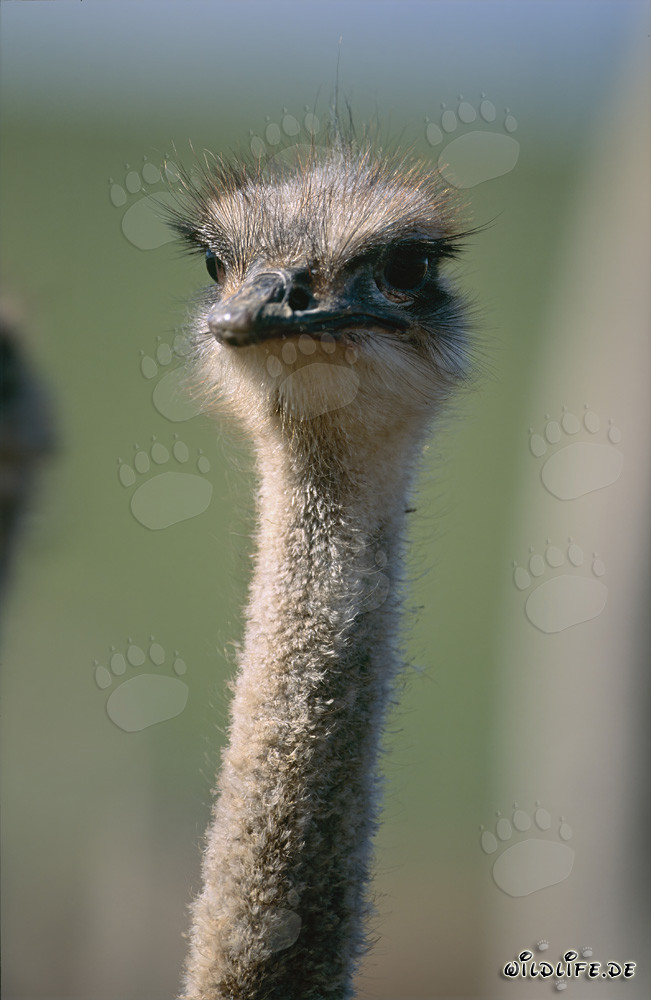 Majestic Ostrich (Struthio camelus australis) in the South African Savanna