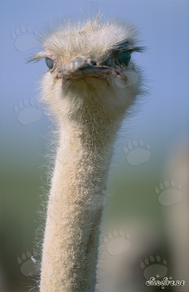 Autruche regardant avec impatience (Struthio camelus australis)
