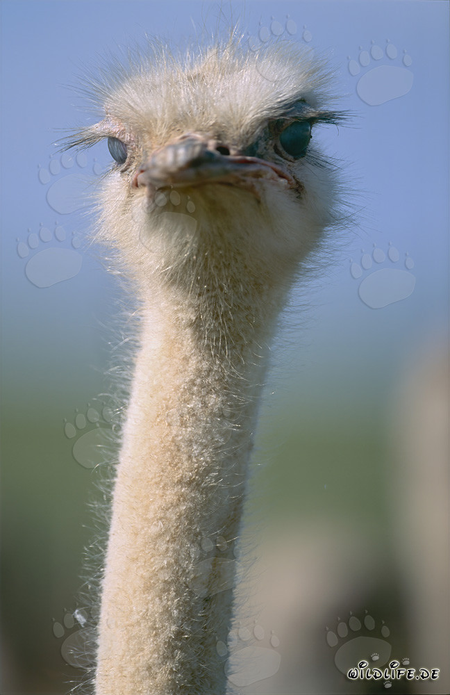 Ostrich (Struthio camelus australis)