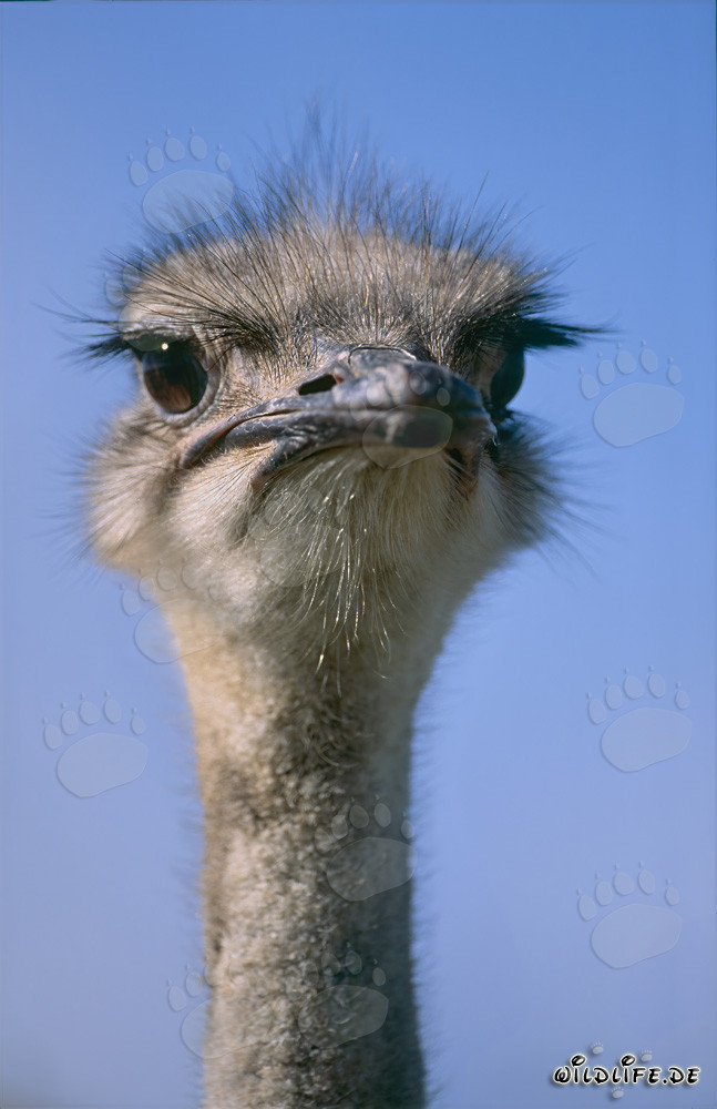 Sguardo affascinante del maestoso struzzo africano