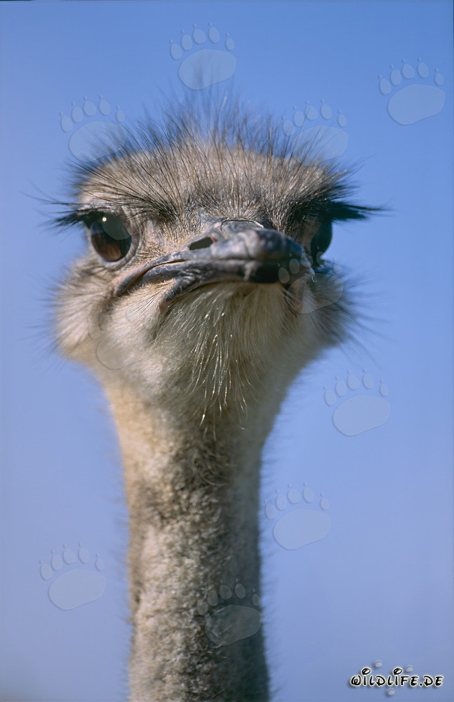 Fascinating gaze of the majestic African ostrich