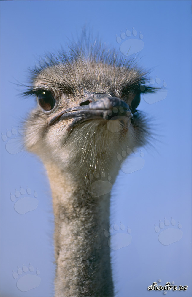 Regard fascinant de la majestueuse autruche africaine