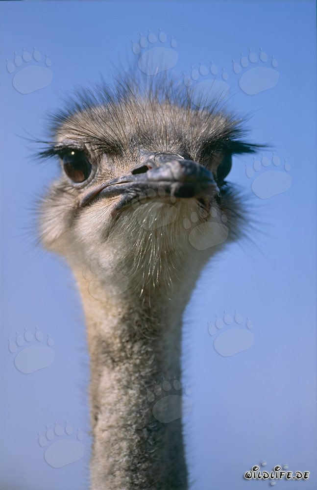 Fascinante mirada del majestuoso avestruz africano