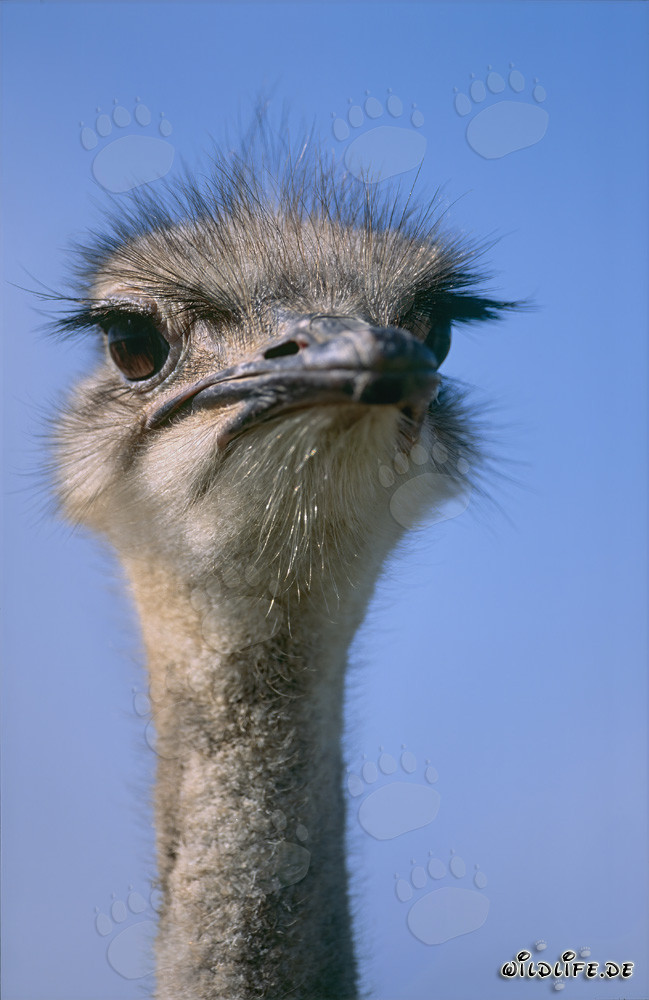 Majestic African Ostrich in the Wild