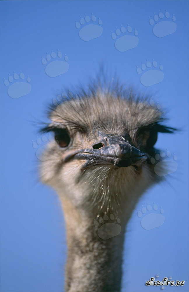 Majestätisches Vogel Strauß Porträt in der weiten Landschaft (Struthio camelus australis)