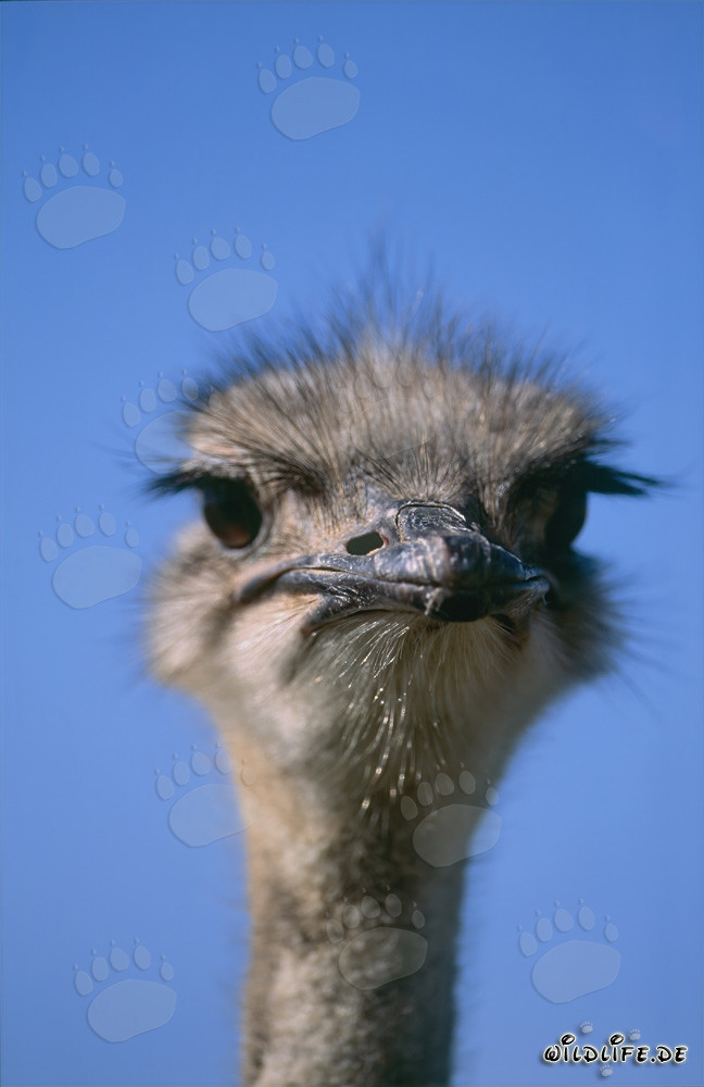 Majestic portrait of an ostrich in the vast landscape