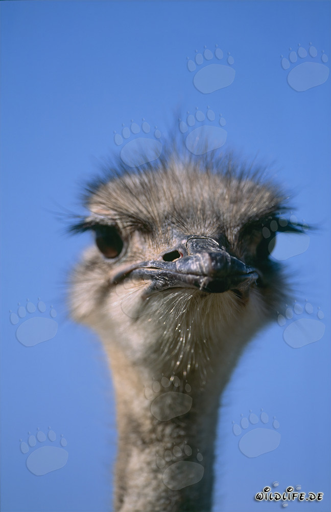 Portrait majestueux de l'autruche dans le vaste paysage (Struthio camelus australis)