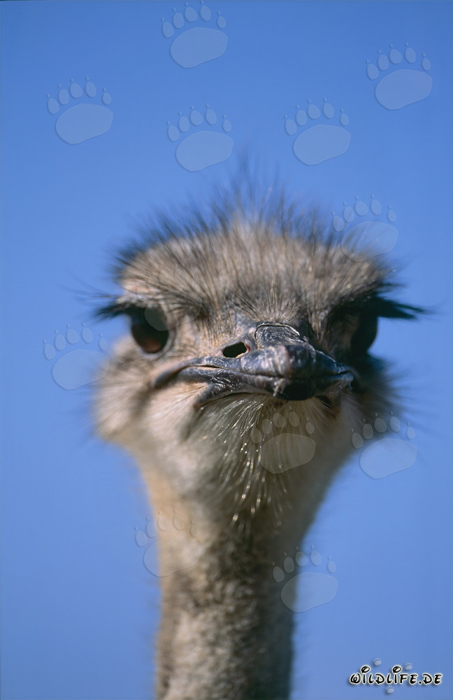 Retrato majestuoso del avestruz en el amplio paisaje (Struthio camelus australis)