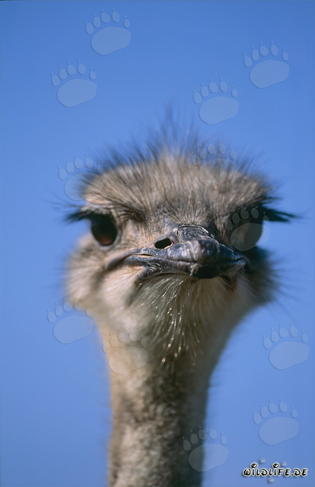 Ritratto maestoso dello struzzo nella vasta distesa (Struthio camelus australis)