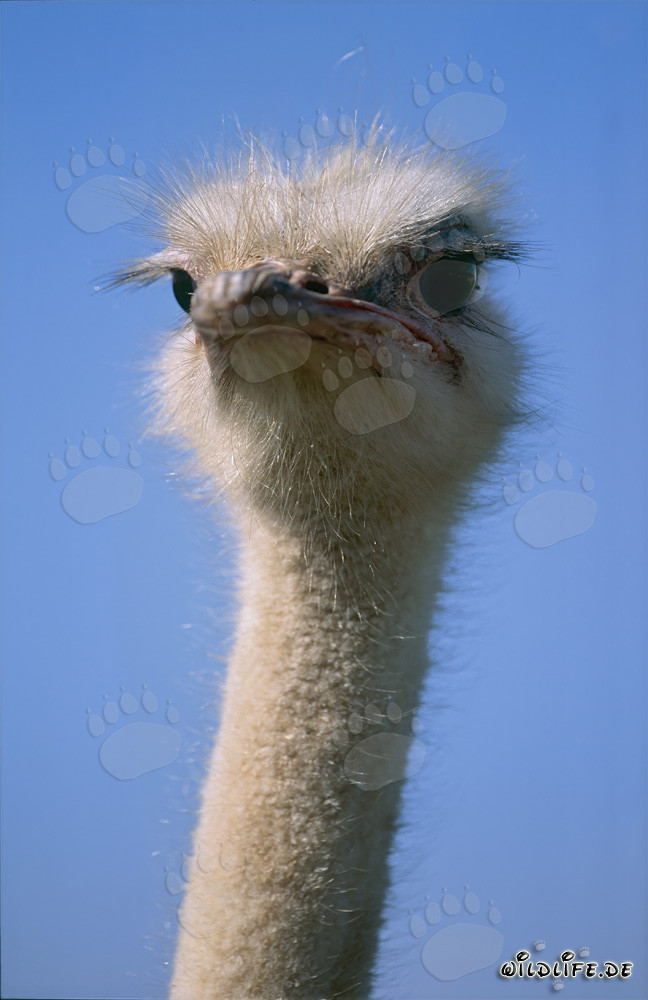Portrait fascinant d'une autruche africaine (Struthio camelus australis)