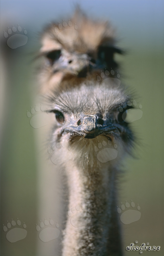 Impressive ostrich portrait as an eye-catcher in nature