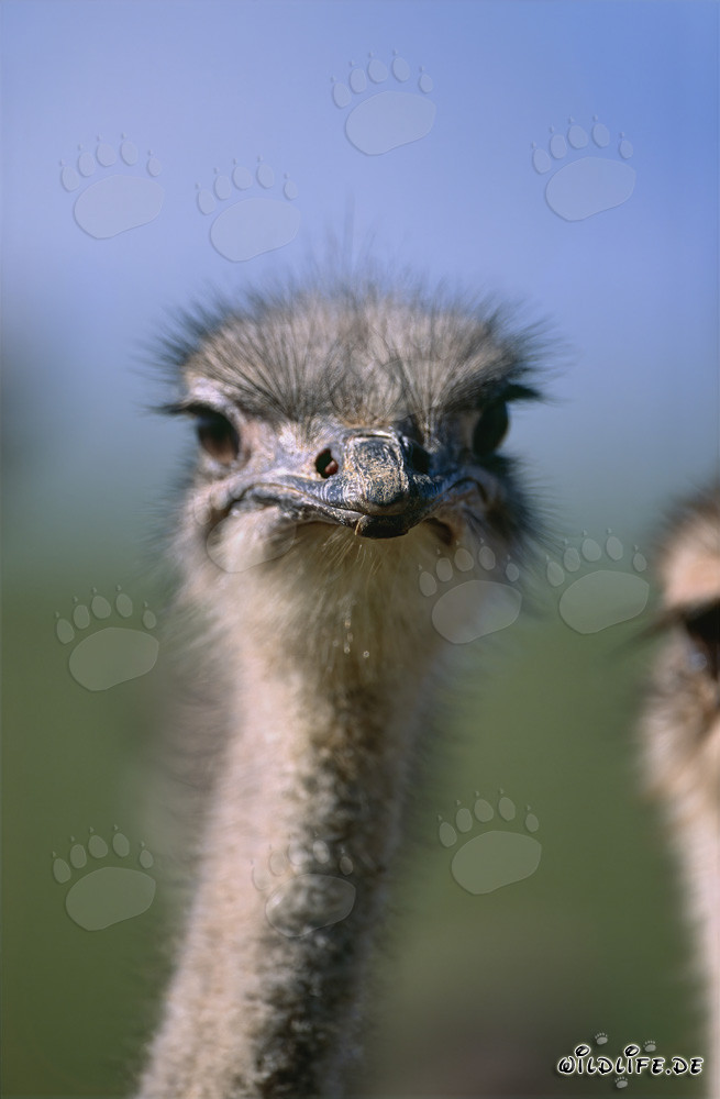 Struzzo affascinante osserva l'ambiente (Struthio camelus australis)