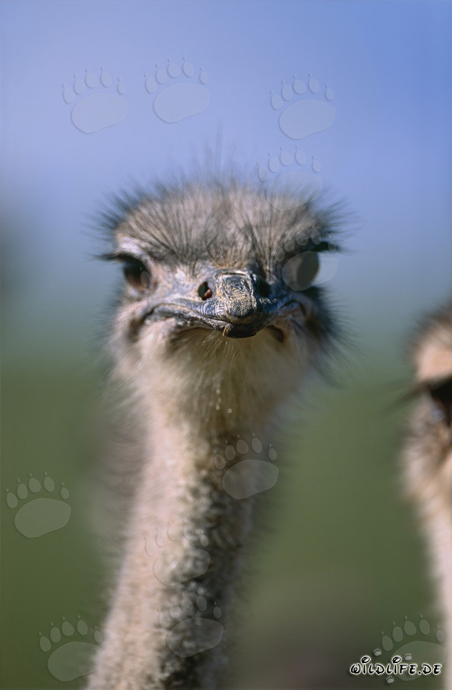 Autruche fascinante observant l'environnement (Struthio camelus australis)