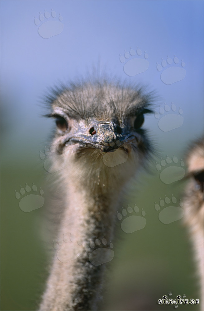 Avestruz fascinante observando el entorno (Struthio camelus australis)