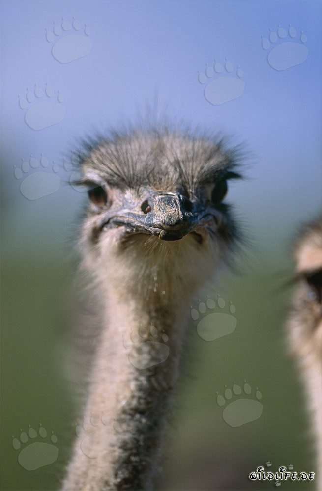 Fascinating Ostrich Observing the Surroundings (Struthio camelus australis)