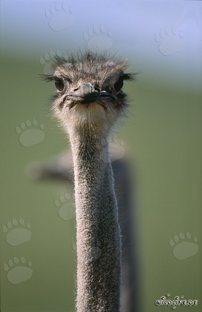 Fascinating portrait of an African ostrich (Struthio camelus australis)