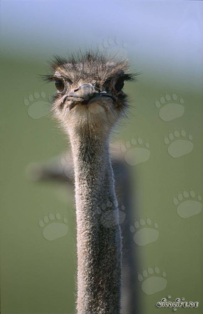 Faszinierendes Porträt eines afrikanischen Straußes (Struthio camelus australis)