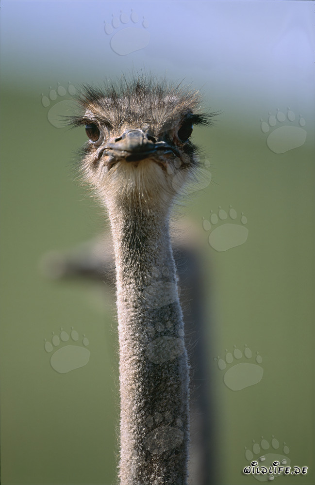 Portrait fascinant d'une autruche africaine (Struthio camelus australis)