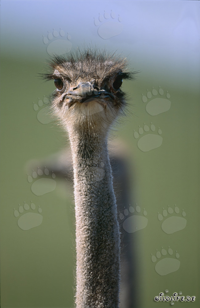 Retrato fascinante de un avestruz africano (Struthio camelus australis)