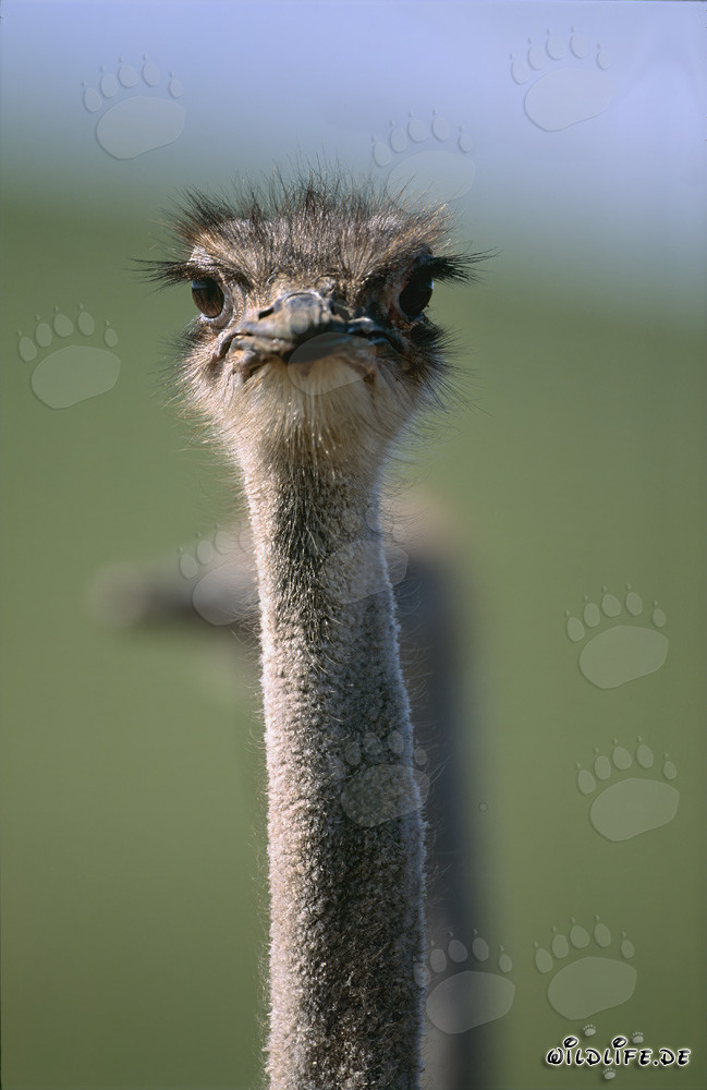 Ritratto affascinante di uno struzzo africano (Struthio camelus australis)