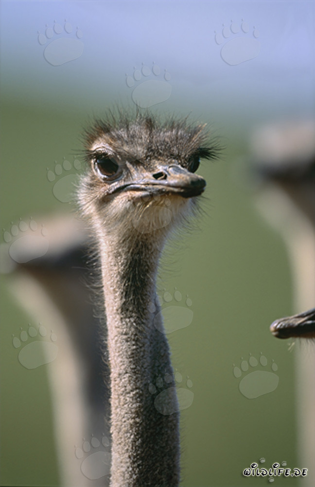 Autruche africaine majestueuse dans la nature sauvage