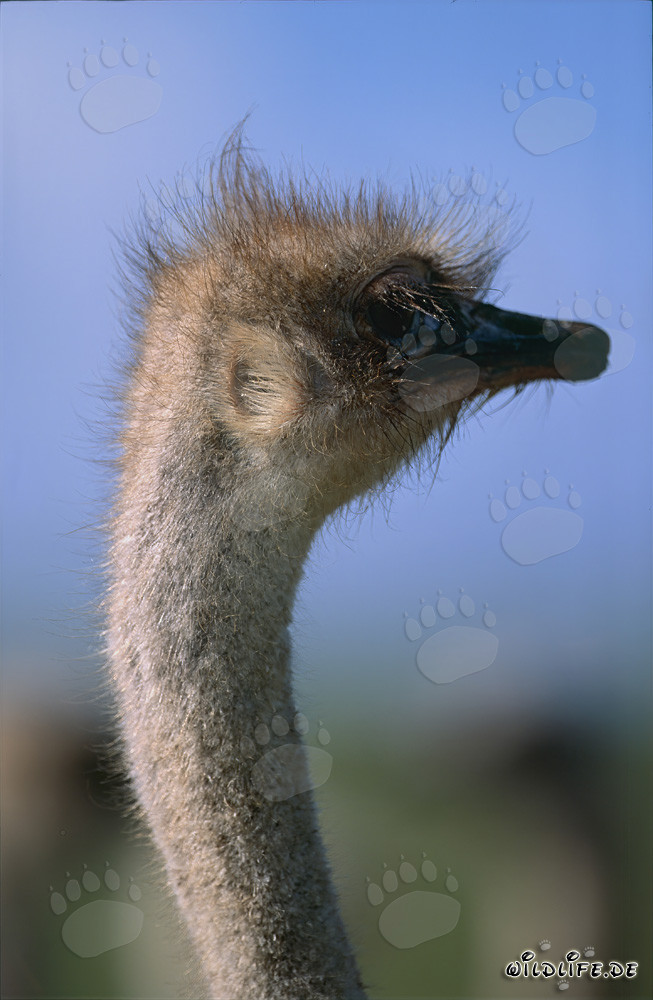 Impressive ostrich portrait in the vast landscape of the Overberg region (Struthio camelus australis)