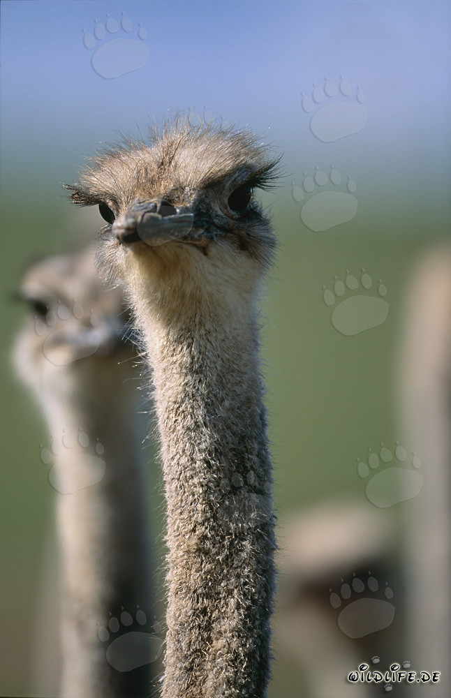Majestic African Ostrich in the Wild