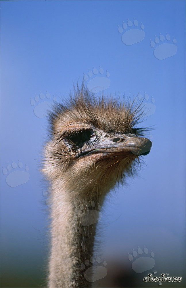 Elegant ostrich portrait against a clear blue sky