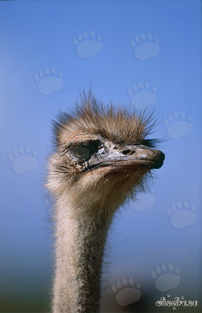 Retrato elegante de un avestruz frente a un cielo azul brillante