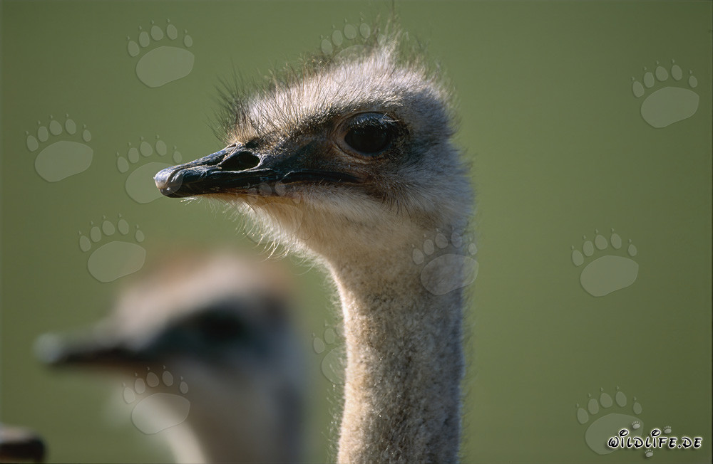 Fascinating Gaze of an Ostrich in the Savanna