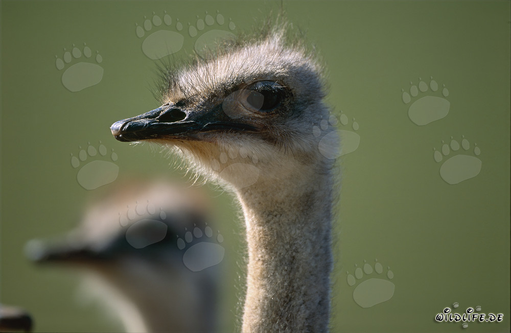 Regard fascinant d'une autruche dans la savane