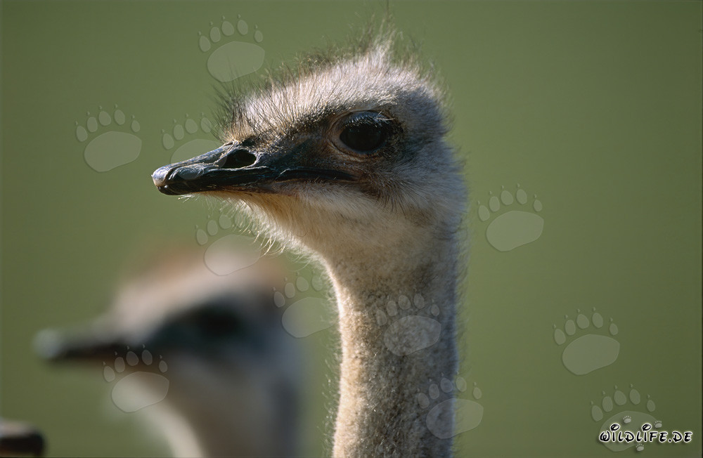 Sguardo affascinante di un'istrice nella savana